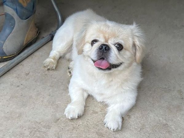 ▲。（圖／翻攝自X／@hao_kochi）