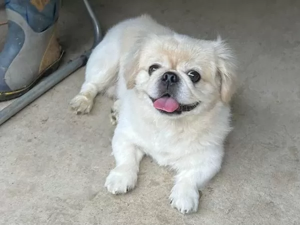 ▲。（圖／翻攝自X／@hao_kochi）