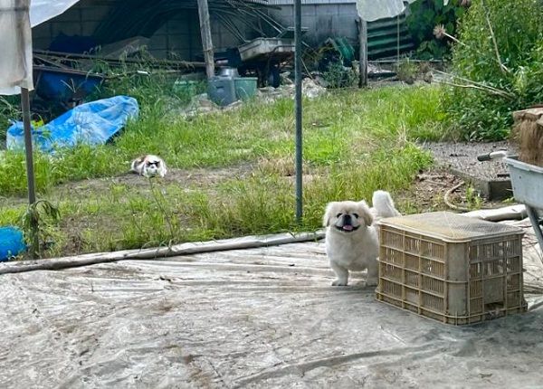 ▲。（圖／翻攝自X／@hao_kochi）