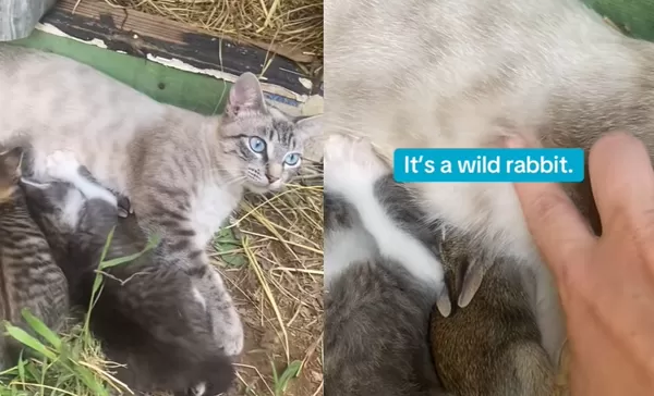 野兔寶寶混進小貓「被貓媽收編一起餵」　網感動：根本迪士尼。（圖／翻攝自TikTok／）