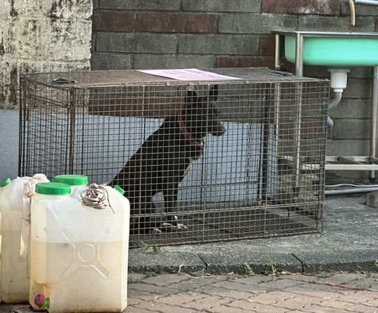 ▲2隻流浪犬追小孩，動保已成功誘捕1隻。（圖／賴清美提供）