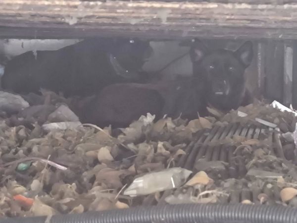 ▲2隻流浪犬追小孩，動保已成功誘捕1隻。（圖／賴清美提供）