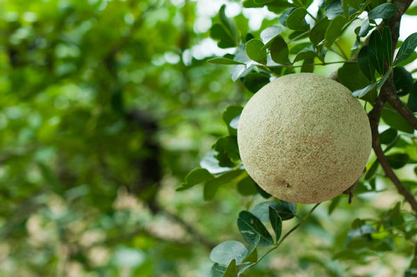 斯里蘭卡金獎遊程 限定團第二人減4千（圖／鳳凰旅遊）