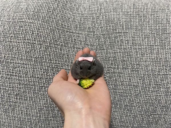 ▲。（翻攝自X／@entachiryouin）