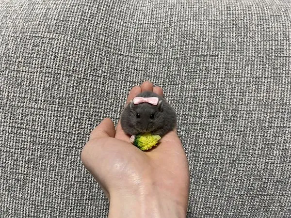 ▲。（翻攝自X／@entachiryouin）