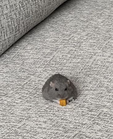 ▲。（翻攝自X／@entachiryouin）