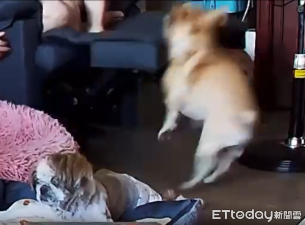 法鬥被沙發彈飛。（圖／Threads@baegeu524提供）