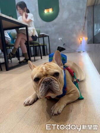 法鬥被沙發彈飛。（圖／Threads@baegeu524提供）