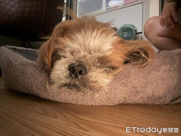 法鬥被沙發彈飛。（圖／Threads@baegeu524提供）