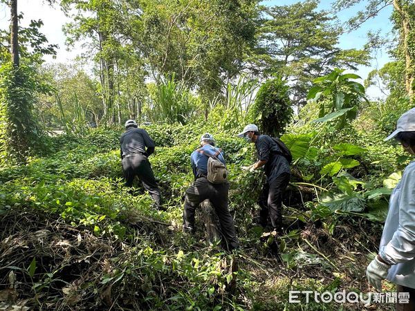 ▲嘉義分署偕志工及社區居民展開除蔓行動，清除大量小花蔓澤蘭，守護台灣生態。（記者林東良翻攝，下同）
