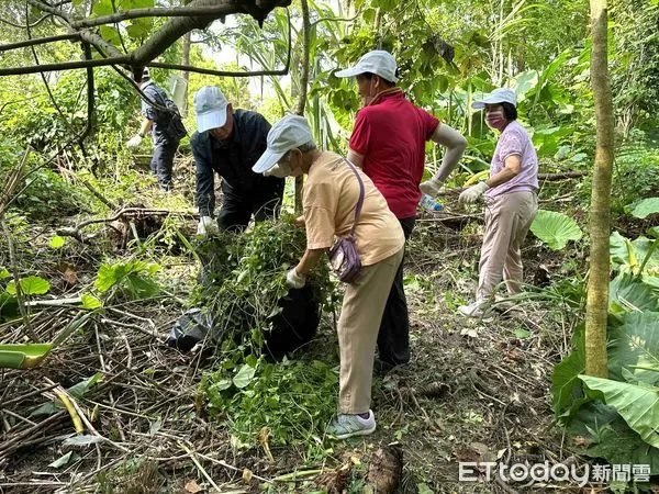 ▲嘉義分署偕志工及社區居民展開除蔓行動，清除大量小花蔓澤蘭，守護台灣生態。（記者林東良翻攝，下同）