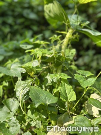 ▲嘉義分署偕志工及社區居民展開除蔓行動，清除大量小花蔓澤蘭，守護台灣生態。（記者林東良翻攝，下同）