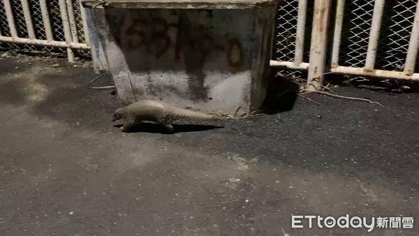 ▲珍貴穿山甲現身噍吧哖事件紀念園區前，萌樣引網友熱議。（記者林東良翻攝，下同）