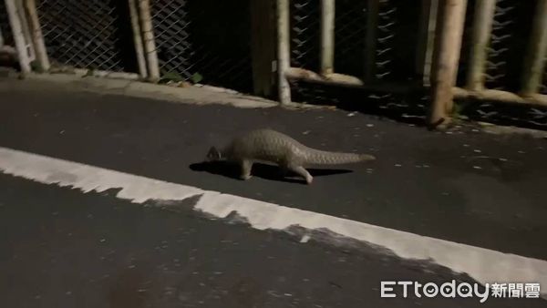 ▲珍貴穿山甲現身噍吧哖事件紀念園區前，萌樣引網友熱議。（記者林東良翻攝，下同）