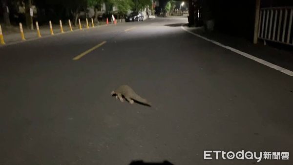 ▲珍貴穿山甲現身噍吧哖事件紀念園區前，萌樣引網友熱議。（記者林東良翻攝，下同）