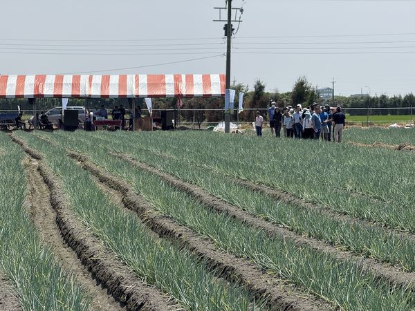 ▲彰化芳苑蔥農使用木黴菌成功挺過颱風及暴雨。（圖／記者唐詠絮翻攝）
