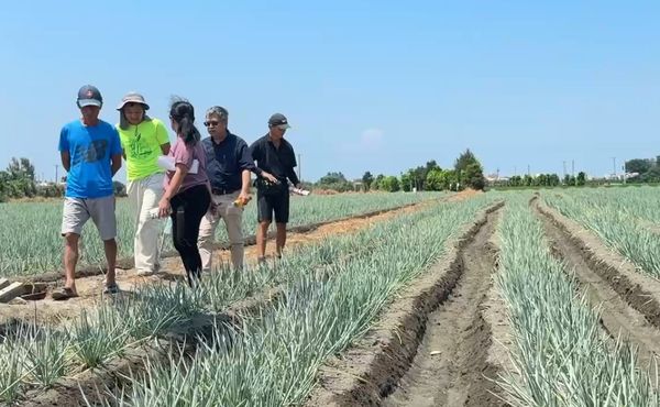 ▲彰化芳苑蔥農使用木黴菌成功挺過颱風及暴雨。（圖／記者唐詠絮翻攝）