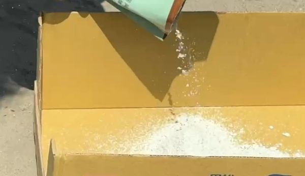 ▲彰化芳苑蔥農使用木黴菌成功挺過颱風及暴雨。（圖／記者唐詠絮翻攝）