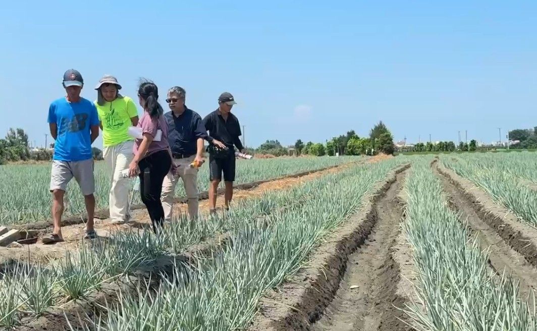 傳種蔥1甲地賺300萬！「木黴菌」挺過極端天候　蔥博士不敗3招曝