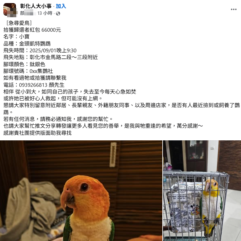 ▲▼             彰化顏先生飼養的金頭凱特鸚鵡失蹤。（圖／翻攝自彰化人大小事）