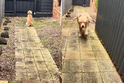 小阿金忘記媽「從哪個門回家」　等錯邊轉身立刻飛奔迎接