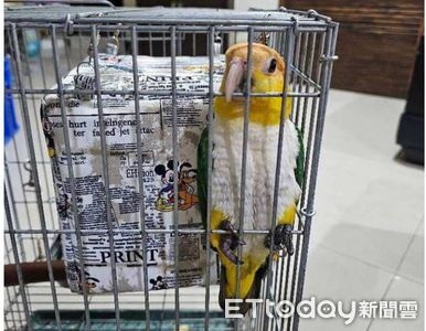 金頭凱克鸚鵡彰化受驚飛失　飼主懸賞金「加碼到10萬」急尋