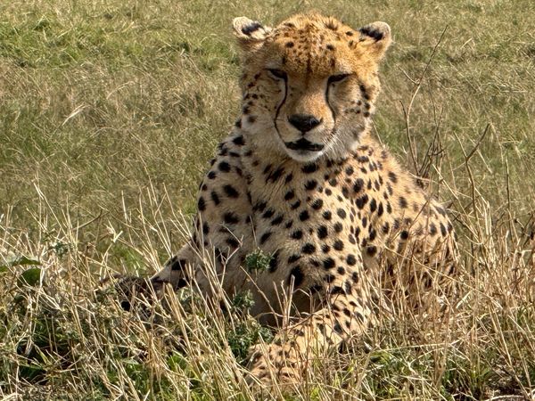 ▲非洲大遷徙花豹,獅子。（圖／元本旅遊提供）
