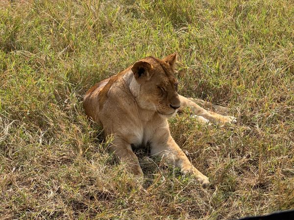 ▲非洲大遷徙花豹,獅子。（圖／元本旅遊提供）