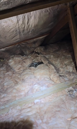 躺在床上被蛇尿滴到。（圖／翻攝自臉書Sunshine Coast Snake Catchers 24/7）