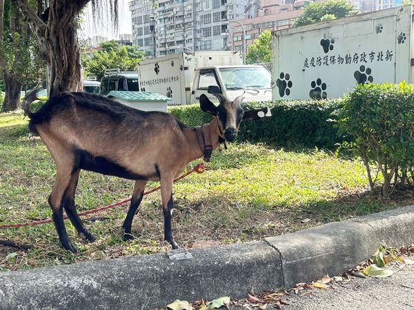 ▲新北動保處救援流浪山羊。（圖／新北市動保處提供）