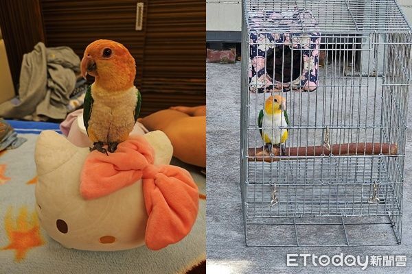 ▲▼             彰化顏先生飼養的金頭凱特鸚鵡失蹤。（圖／翻攝自彰化人大小事）