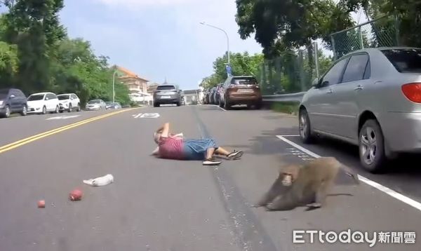 ▲▼獼猴欲劫走阿嬤手中的水果。（圖／threads/1xyz_yo提供）