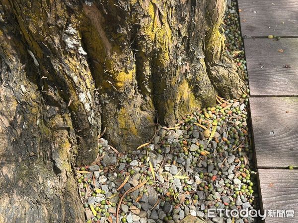 ▲台南山上花園水道博物館園區內羅漢松母株結果累累，吸引遊客前來拾取。（記者林東良翻攝，下同）