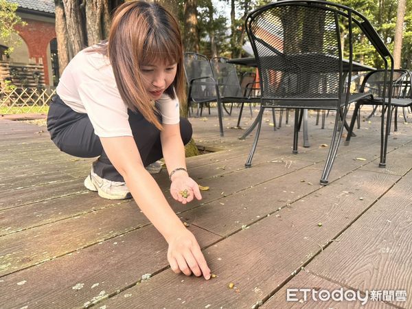 ▲台南山上花園水道博物館園區內羅漢松母株結果累累，吸引遊客前來拾取。（記者林東良翻攝，下同）