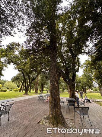 ▲台南山上花園水道博物館園區內羅漢松母株結果累累，吸引遊客前來拾取。（記者林東良翻攝，下同）