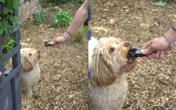 ：本汪沒有意見，但麥克風我要了。（翻攝自小紅書）