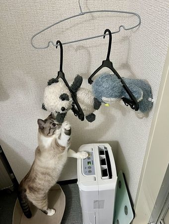 ▲。（圖／翻攝自X／@89maro_neko）