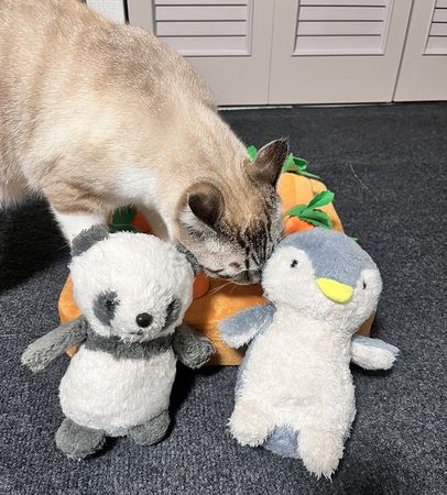 ▲。（圖／翻攝自X／@89maro_neko）