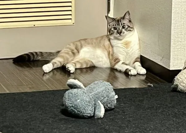 ▲。（圖／翻攝自X／@89maro_neko）