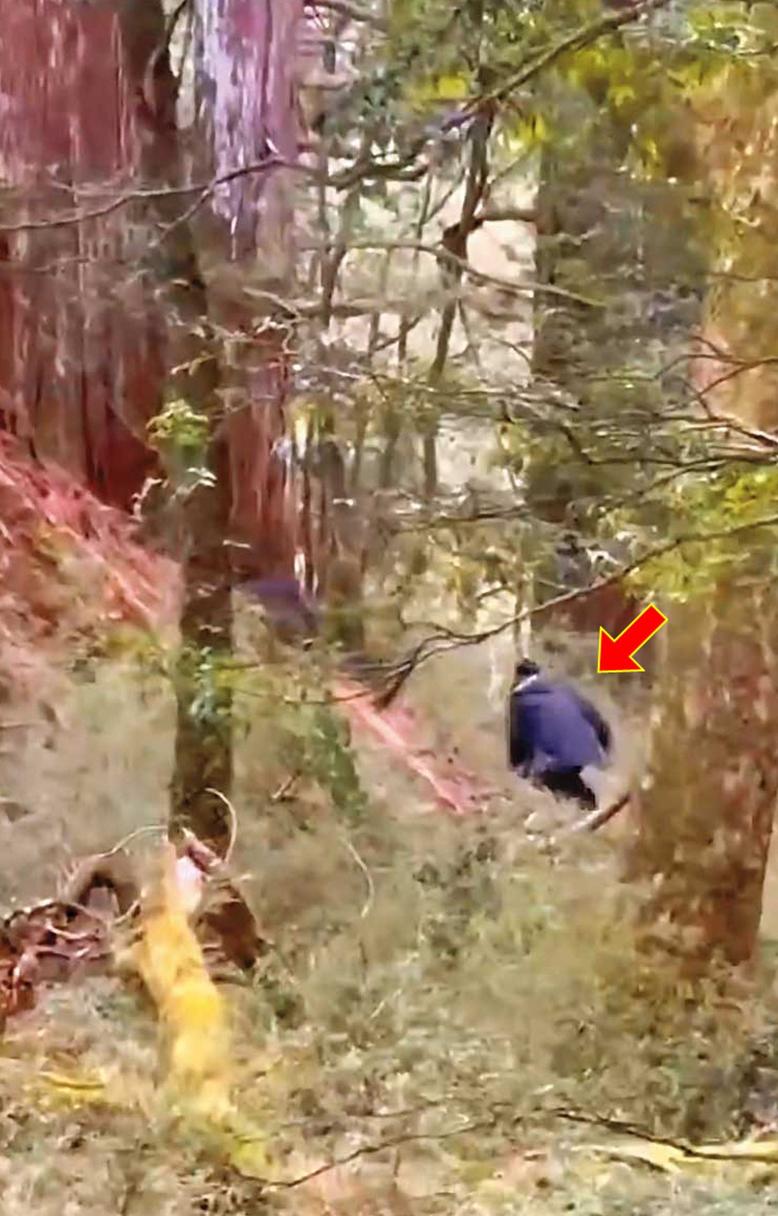 今年初有山友拍到山老鼠（箭頭處）在林間盜伐山木，山老鼠立即脫逃畫面。（南投地檢署提供）