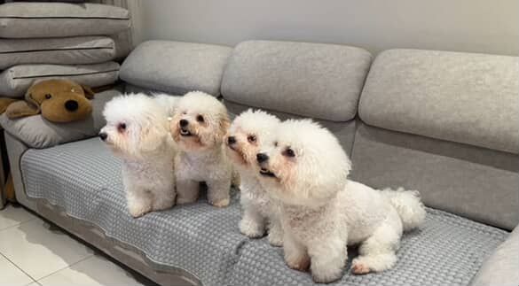 ▲垃圾車來了！比熊家族「二重唱」音超準　網敲碗：從哪報名加入？（圖／咪嚕 @mimi1081120提供，請勿隨意翻拍，以免侵權。）