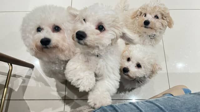 ▲垃圾車來了！比熊家族「二重唱」音超準　網敲碗：從哪報名加入？（圖／咪嚕 @mimi1081120提供，請勿隨意翻拍，以免侵權。）