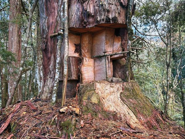 千年神木遭「開膛剖肚」後，宛如人被掏空內臟垂垂等死。（南投地檢署提供）