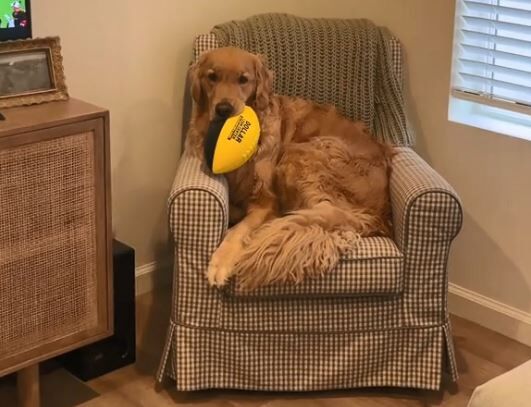 ▲。（圖／翻攝自TikTok／@goldenfinny）