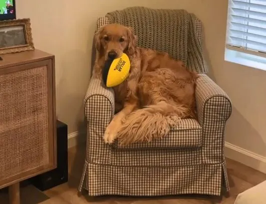 ▲。（圖／翻攝自TikTok／@goldenfinny）