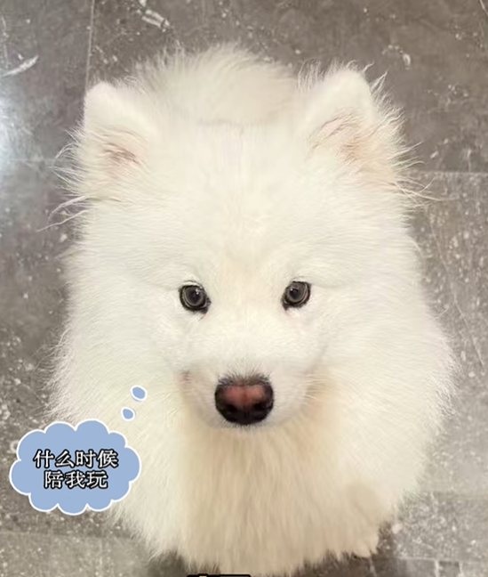 ▲薩摩耶被綁長達「66小時」沒水喝！　寄養寵物店：不就死一條狗。（圖／翻攝自抖音／青木川（DOG））