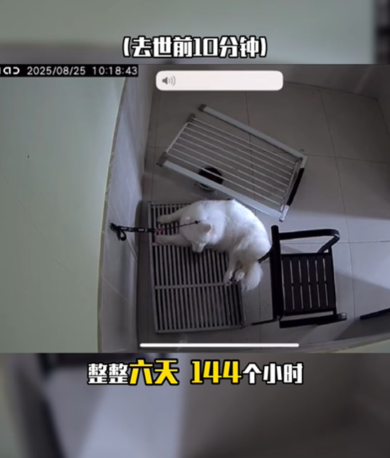 ▲薩摩耶被綁長達「66小時」沒水喝！　寄養寵物店：不就死一條狗。（圖／翻攝自抖音／青木川（DOG））