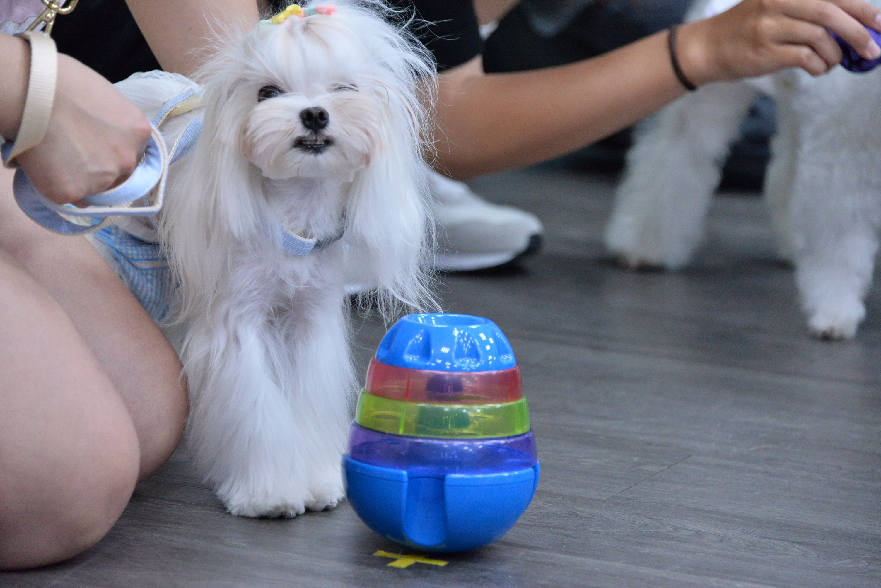 ▲新北動保處首辦「寵物玩具趣」。（圖／新北市動保處提供）