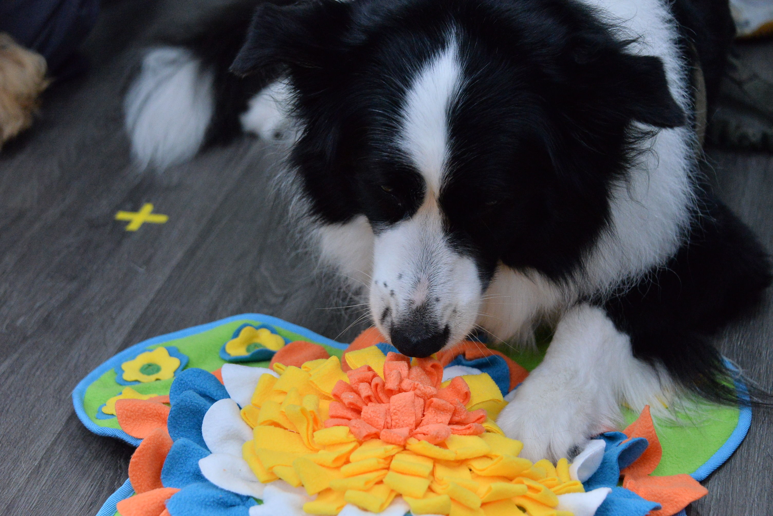▲新北動保處首辦「寵物玩具趣」。（圖／新北市動保處提供）