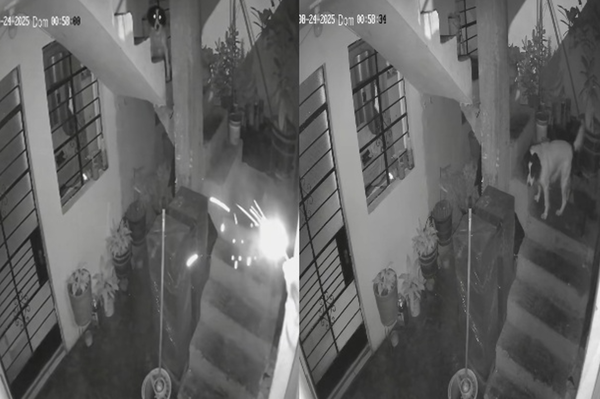 點燃炸彈突扔進家中　英勇可卡犬衝上前「一口咬住」救全家人。（圖／翻攝自TikTok）